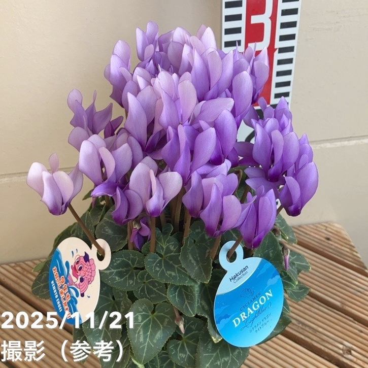 シクラメン ドラゴン ライトブルー 4号｜草花04-PA | ギフト,鉢花