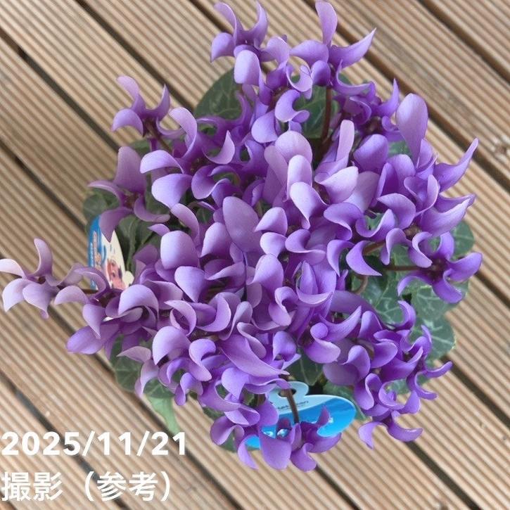 決算P5倍！8/2まで】シクラメン ドラゴン ライトブルー 4号｜草花04-PA