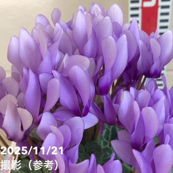 決算P5倍！8/2まで】シクラメン ドラゴン ライトブルー 4号｜草花04-PA