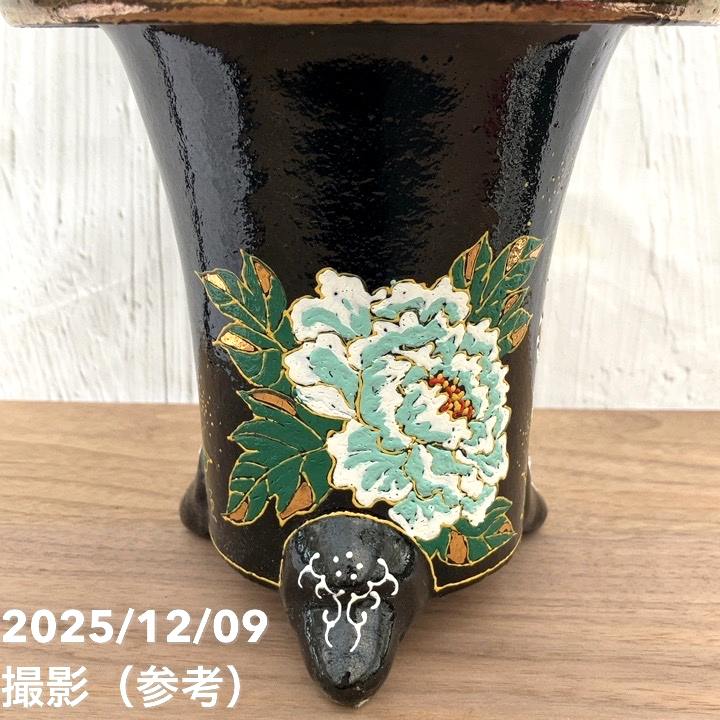 現品お届け】豊明園 万年青 オモト 福の光（ふくのひかり） 獅子黒鉢