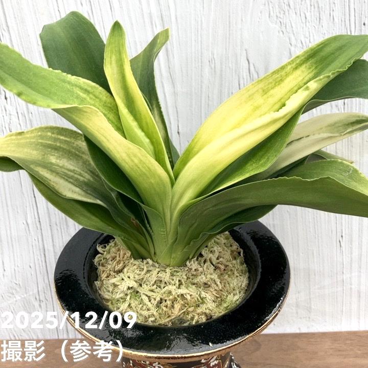 現品お届け】豊明園 万年青 オモト 福の光（ふくのひかり） 獅子黒鉢