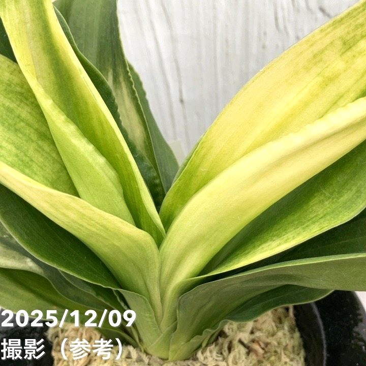 現品お届け】豊明園 万年青 オモト 福の光（ふくのひかり） 獅子黒鉢