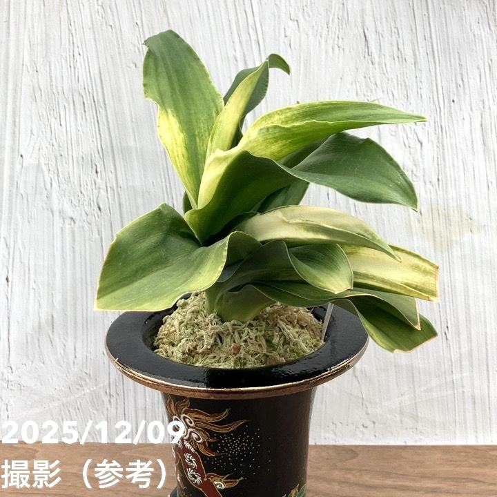 現品お届け】豊明園 万年青 オモト 福の光（ふくのひかり） 獅子黒鉢