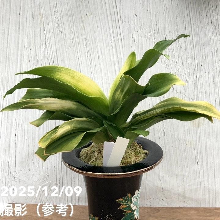 決算P5倍！10%OFF！8/2まで】【現品お届け】豊明園 万年青 オモト 福の
