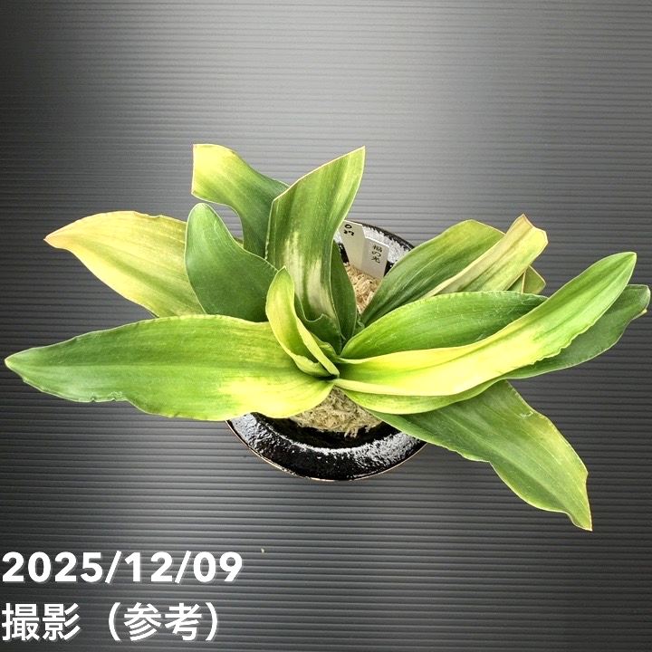 万年青 オモト フロストガラス鉢 胡麻斑(ごまふ) 万年青 オモト