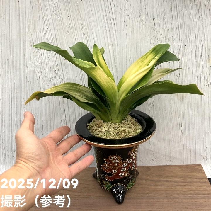 現品お届け】豊明園 万年青 オモト 福の光（ふくのひかり） 獅子黒鉢