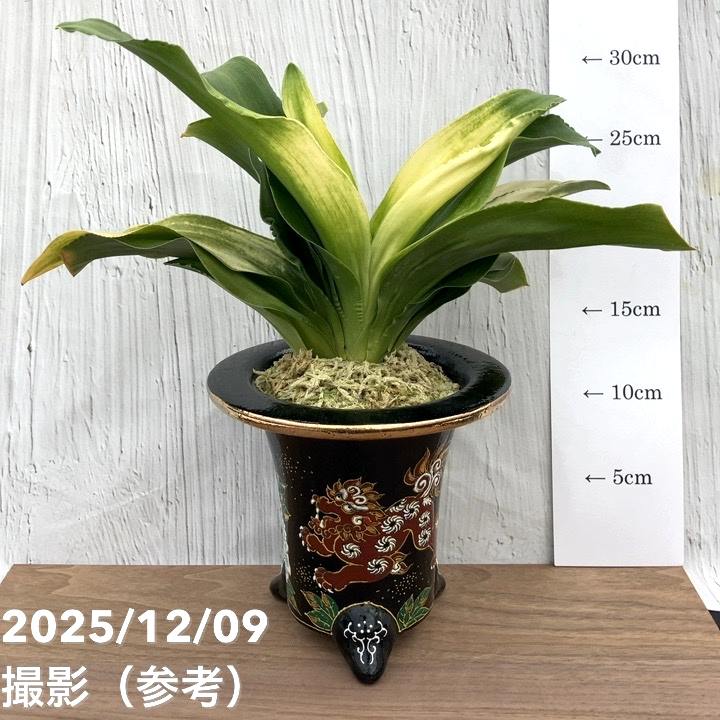 現品お届け】豊明園 万年青 オモト 福の光（ふくのひかり） 獅子黒鉢