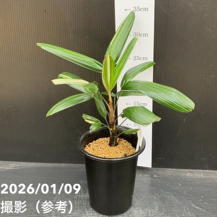 美葉錦 中型観葉植物 観音竹 白銀錦 4号｜観葉10-TU | 観葉・多肉 | 赤塚植物園オンライン