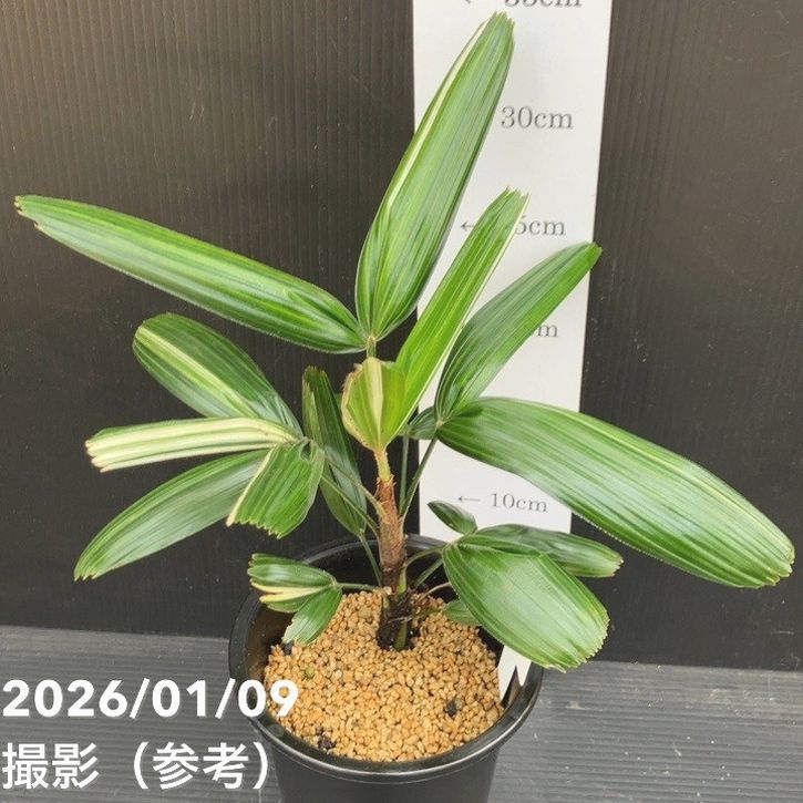 観音竹 白銀錦 4号｜観葉10-TU | 観葉・多肉 | 赤塚植物園オンライン