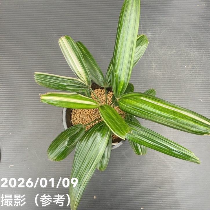 観音竹 白銀錦 4号｜観葉10-TU | 観葉・多肉 | 赤塚植物園オンライン