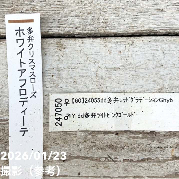 一点物】加藤農園 クリスマスローズ ホワイトアフロディーテ 4.5号