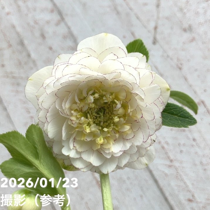 ホワイトアフロディーテ　小輪　クリスマスローズ 一点物】加藤農園 クリスマスローズ ホワイトアフロディーテ 4.5号