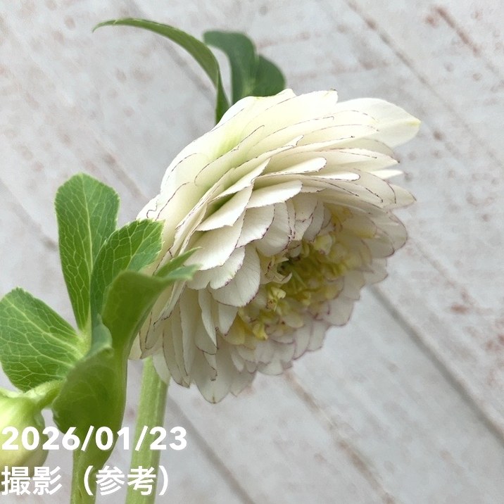 クリスマスローズ　多弁系丸弁ホワイト　加藤農園 一点物】加藤農園 クリスマスローズ ホワイトアフロディーテ 4.5号