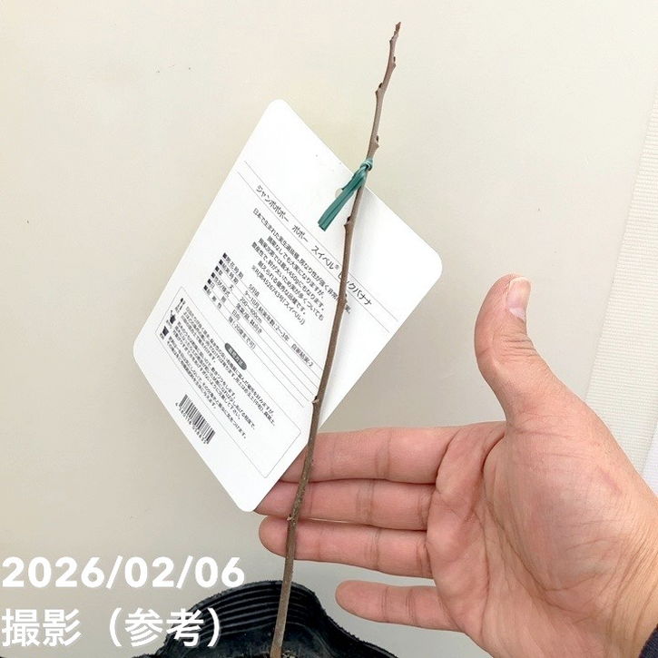 ジャンボポポー スイベル ビックバナナ 5号｜果樹10-TU | 果樹,[珍しい