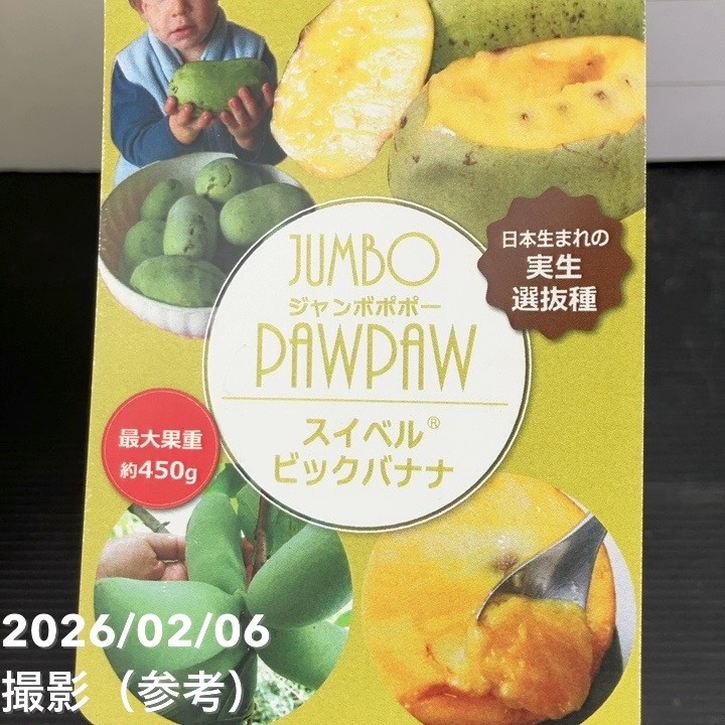 決算P5倍！10%OFF！8/2まで】ジャンボポポー スイベル ビックバナナ 5