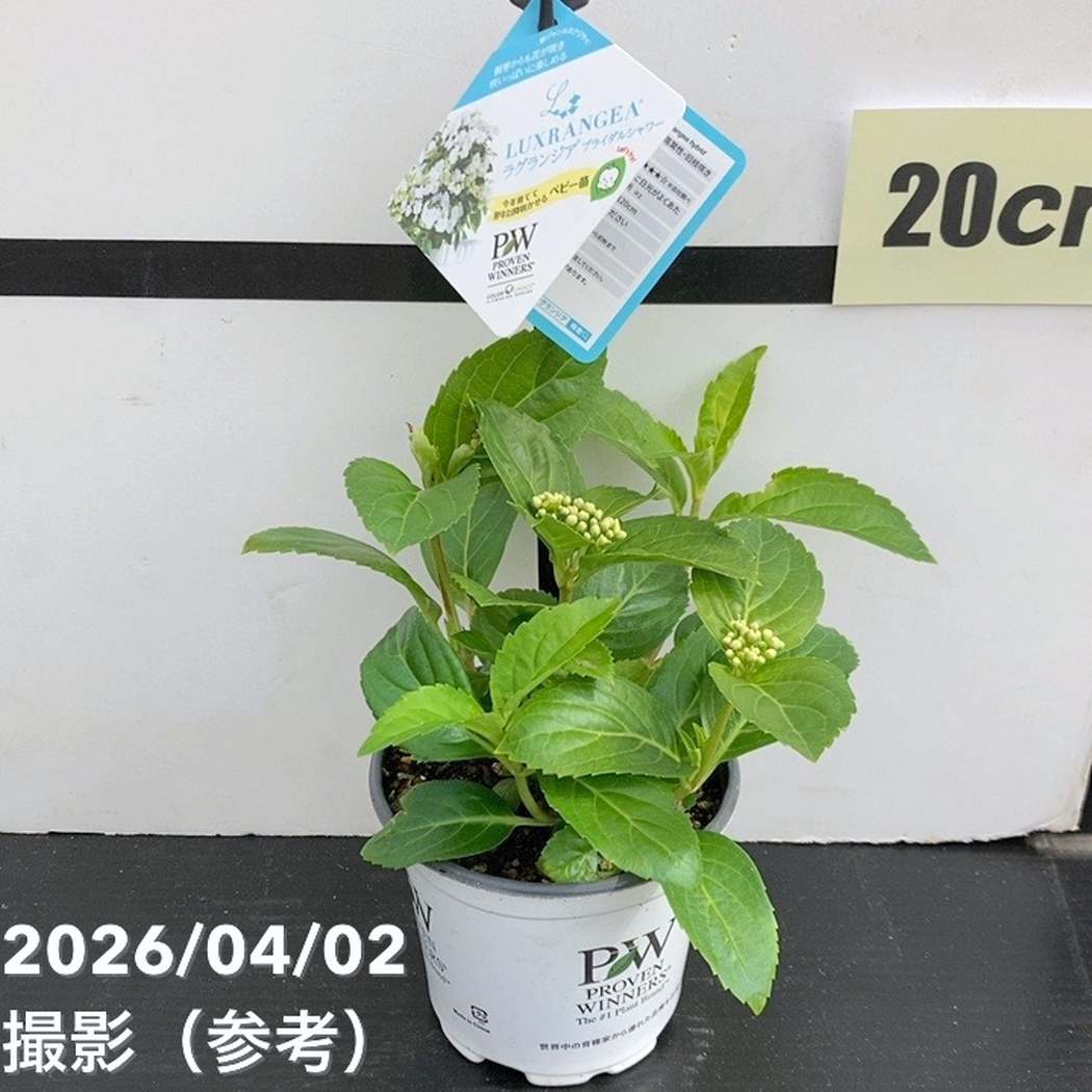 まとめ買い！】PW ラグランジア 3.5号 4品種セット｜花木10-TU | 花木