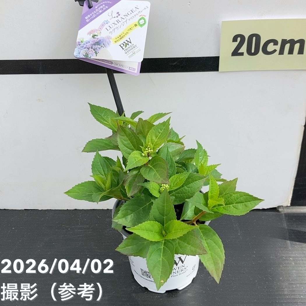 まとめ買い！】PW ラグランジア 3.5号 4品種セット｜花木10-TU | 花木