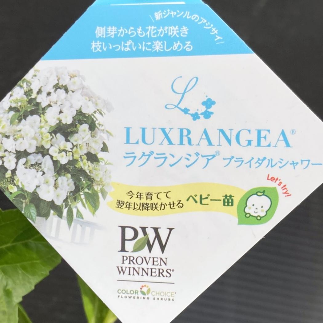 まとめ買い！】PW ラグランジア 3.5号 4品種セット｜花木10-TU | 花木