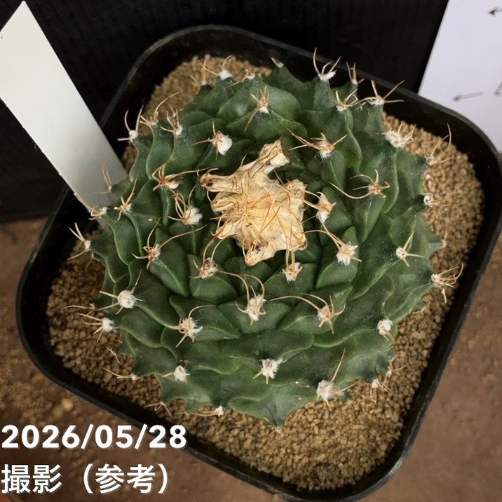オブレゴニア デネグリィ 4.5号｜観葉04-PA | 観葉・多肉 | 赤塚植物園