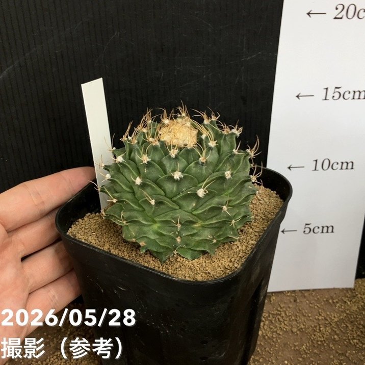 オブレゴニア デネグリィ 4.5号｜観葉04-PA | 観葉・多肉 | 赤塚植物園