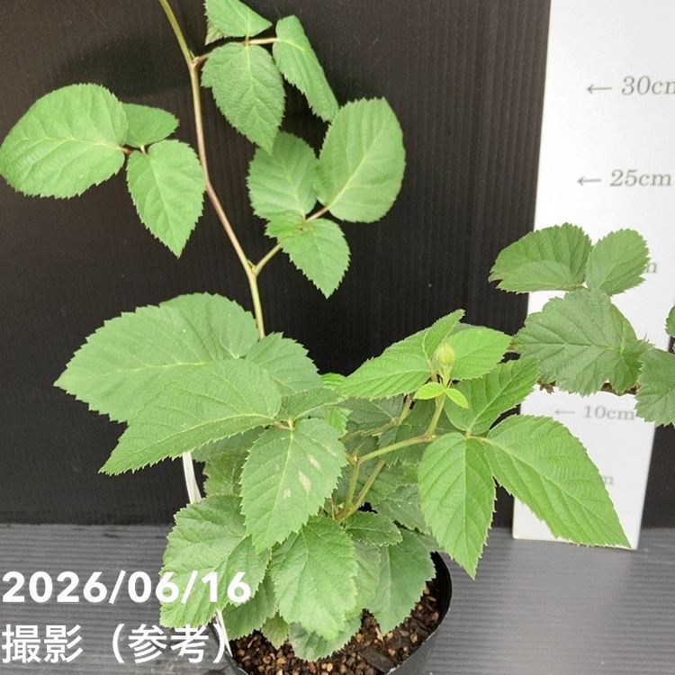 65周年記念セール】ブラックベリー チェスター 4号｜果樹10-TU | 果樹
