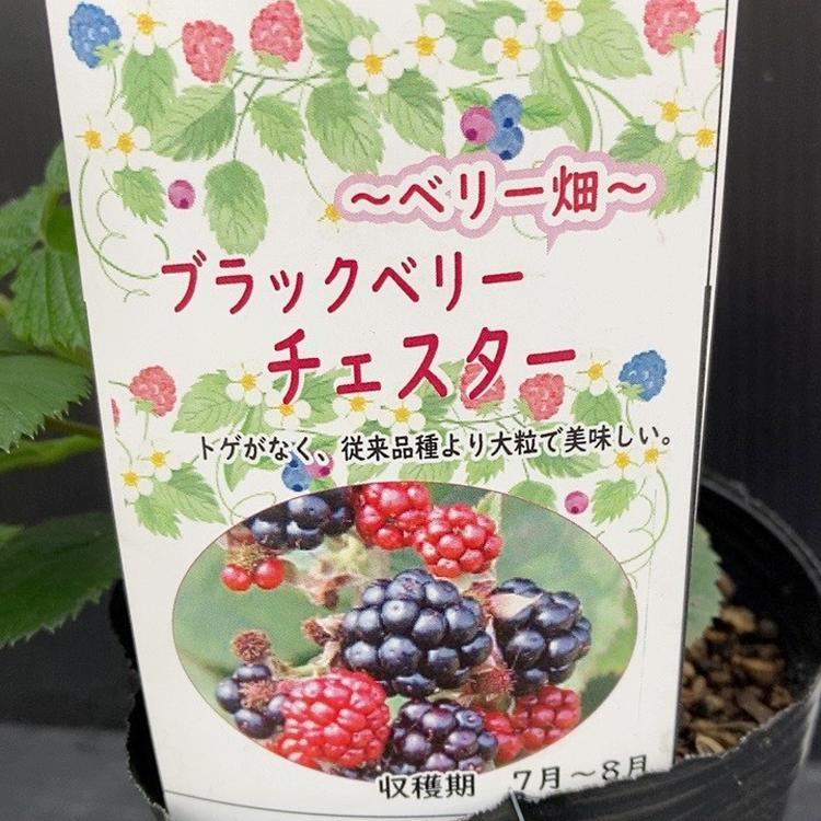 ブラックベリー チェスター 4号｜果樹10-TU | 果樹,ラズベリー・ベリー