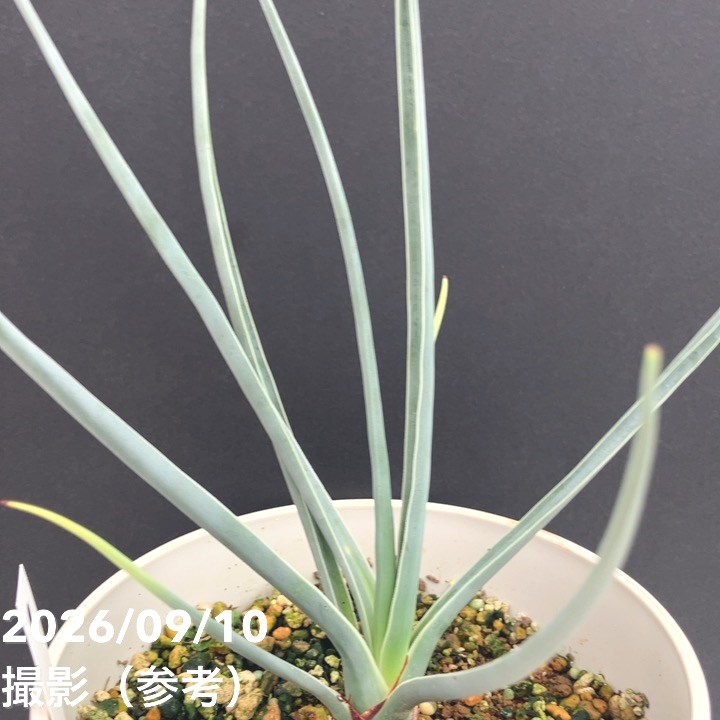 ドラセナ セルラータ 5号｜観葉01-D1 | 観葉・多肉 | 赤塚植物園