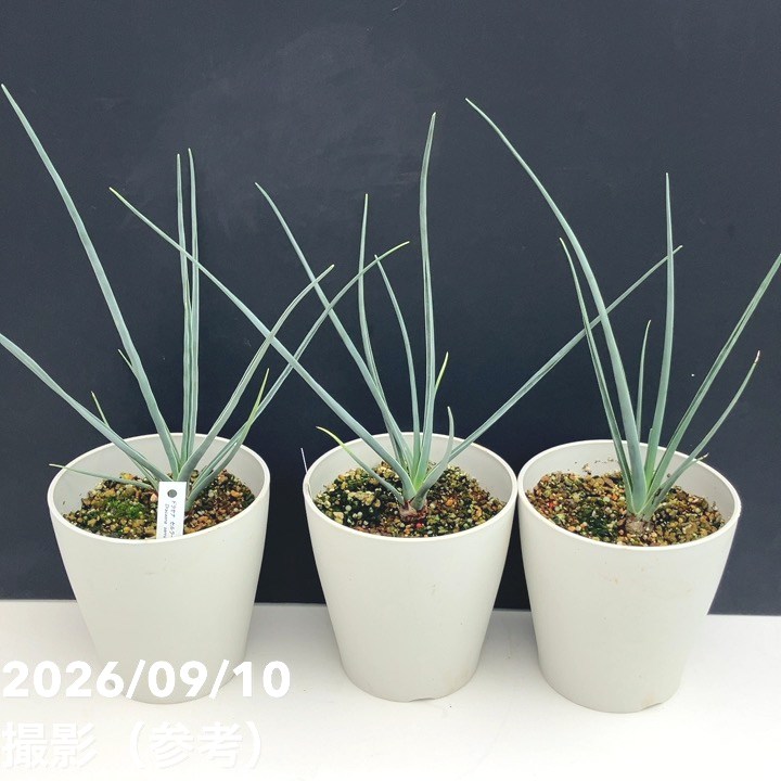 ドラセナ セルラータ 5号｜観葉01-D1 | 観葉・多肉 | 赤塚植物園