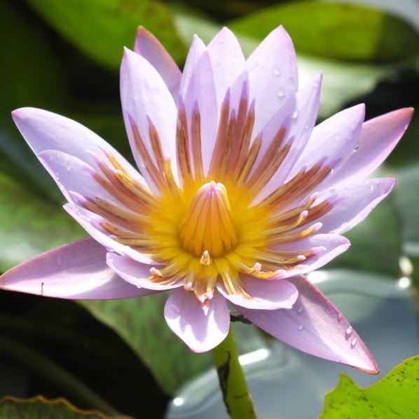 熱帯スイレン 4号 エドワード D ウバー｜草花01-D1 | 草花,熱帯