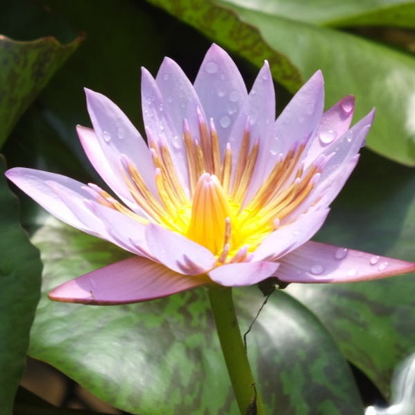 熱帯スイレン 4号 エドワード D ウバー｜草花01-D1 | 草花,熱帯