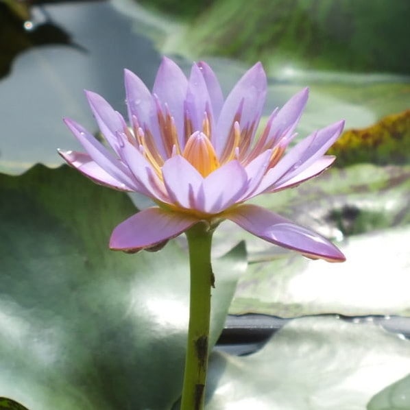 熱帯スイレン 4号 エドワード D ウバー｜草花01-D1 | 草花,熱帯