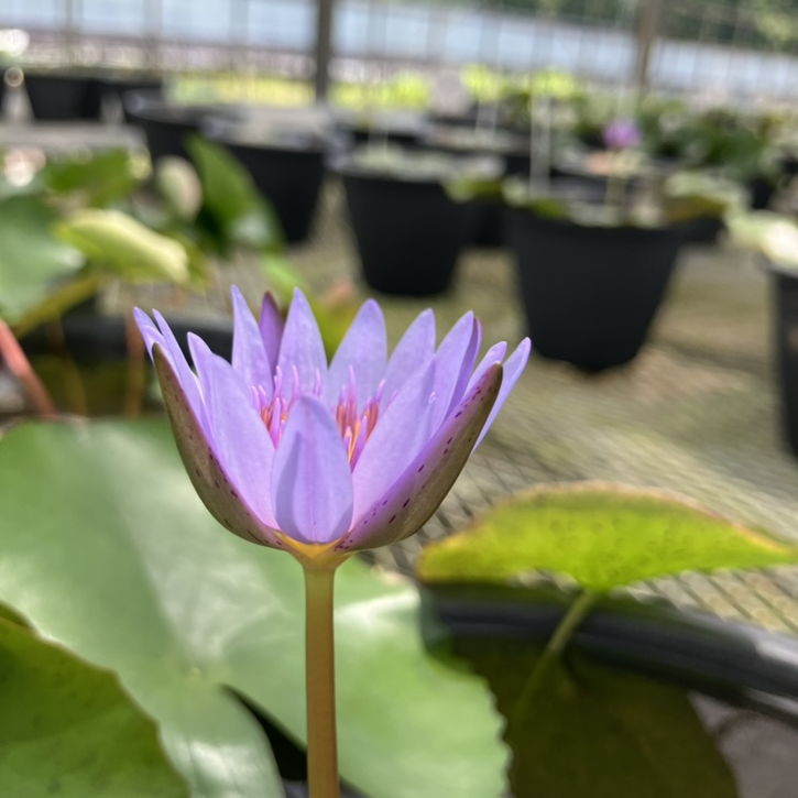 熱帯スイレン 4号 エドワード D ウバー｜草花01-D1 | 草花,熱帯