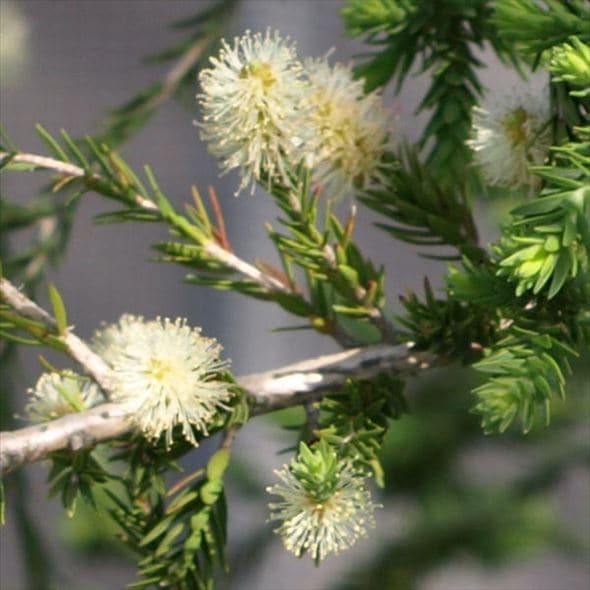 メラレウカ グレーハニーマータル 5号 ※お届けに10日程度かかる場合がございます。|花木10-TN