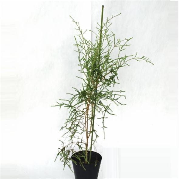 メラレウカ グレーハニーマータル 5号 ※お届けに10日程度かかる場合がございます。|花木10-TN