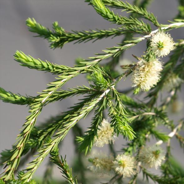 メラレウカ グレーハニーマータル 5号 ※お届けに10日程度かかる場合がございます。|花木10-TN