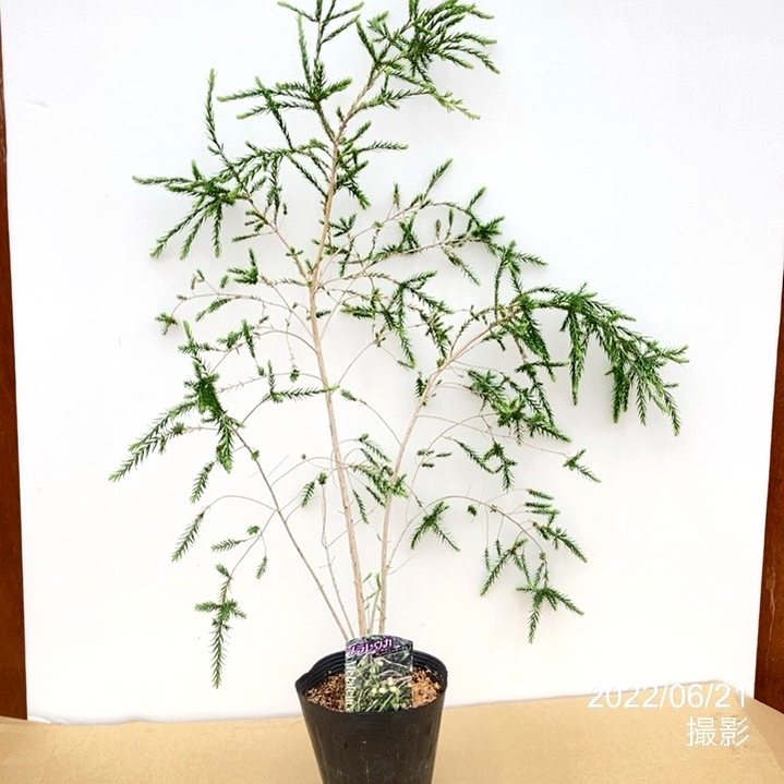 メラレウカ グレーハニーマータル 5号 ※お届けに10日程度かかる場合がございます。|花木10-TN