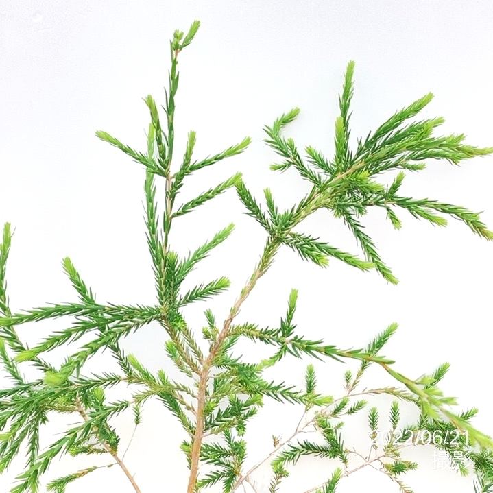 メラレウカ グレーハニーマータル 5号 ※お届けに10日程度かかる場合がございます。|花木10-TN