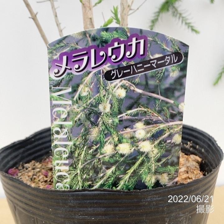 メラレウカ グレーハニーマータル 5号 ※お届けに10日程度かかる場合がございます。|花木10-TN