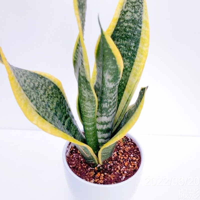 サンスベリア 大きめの観葉植物 白鉢 サンスベリア 4号 シルバーニンフ 白陶器鉢仕様｜観葉02-D2