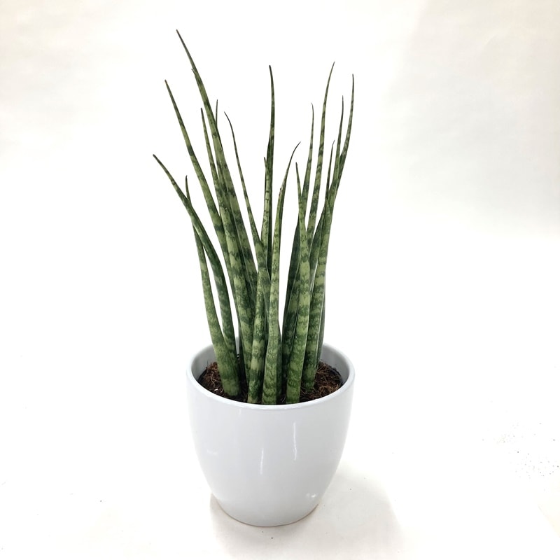 サンスベリア 大きめの観葉植物 白鉢 サンスベリア 4号 ファーンウッド パンク 白陶器鉢仕様｜観葉02-D2