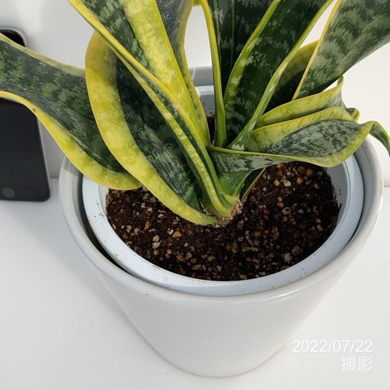 サンスベリア 緑と黄色のストライプ 白い鉢 サンスベリア 緑と黄色のストライプ 白い鉢 観葉植物 サンスベリア 6号