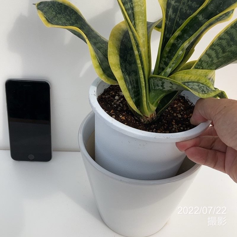 サンスベリア 5号 ツイスター 白陶器鉢仕様（4.5号プラ鉢を5号白陶器鉢