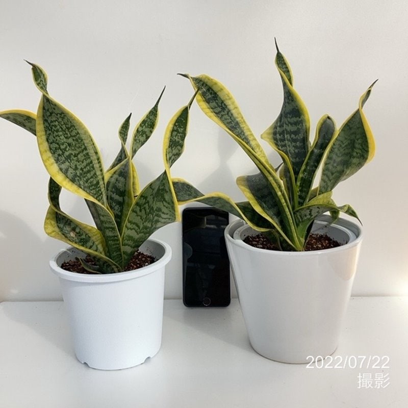 サンスベリア 5号 ツイスター 白陶器鉢仕様（4.5号プラ鉢を5号白陶器鉢