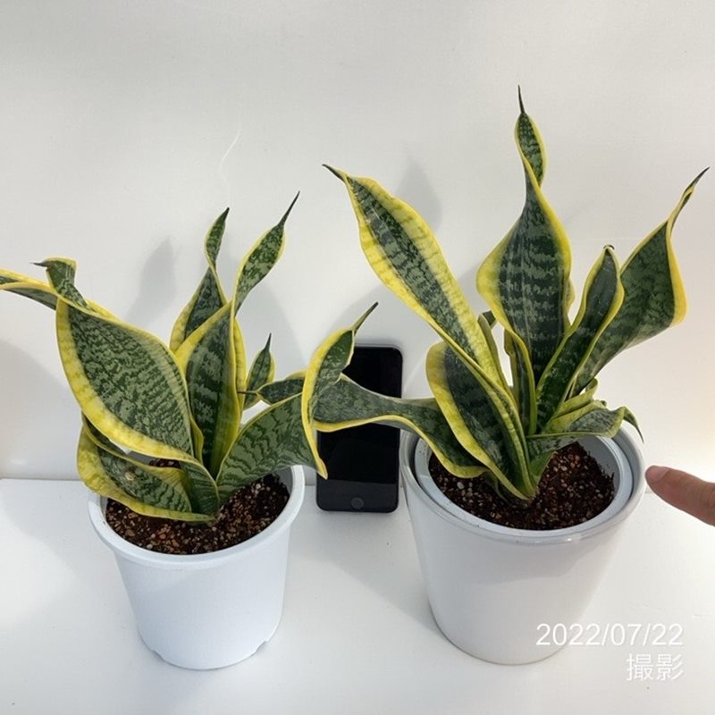 期間限定10％OFF！】サンスベリア 5号 ツイスター 白陶器鉢仕様（4.5号