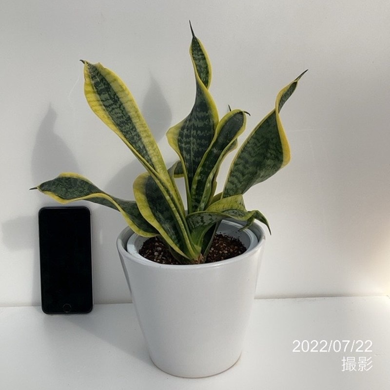 期間限定10％OFF！】サンスベリア 5号 ツイスター 白陶器鉢仕様（4.5号