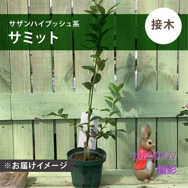 【あっちゃん】ブルーベリー接木苗　4本セット ブルーベリー サザンハイブッシュ系 サミット（接木苗）4.5～5号｜果樹