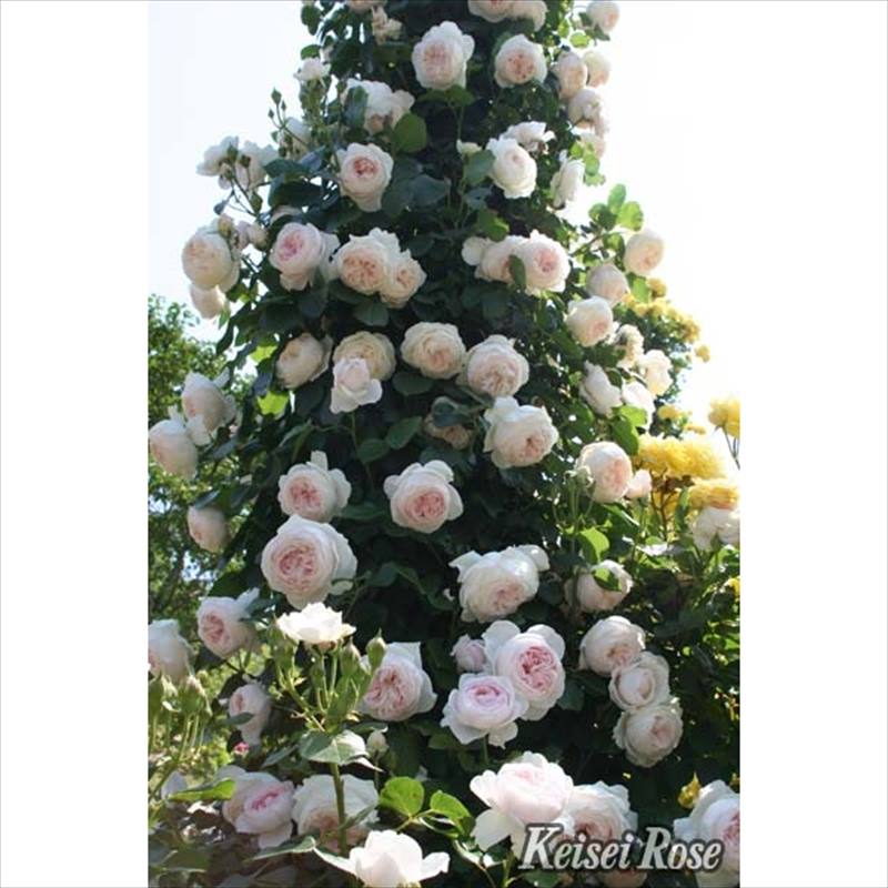 バラ大苗 クリスティアーナ 4.5号ロングポット 京成バラ園芸｜花木04