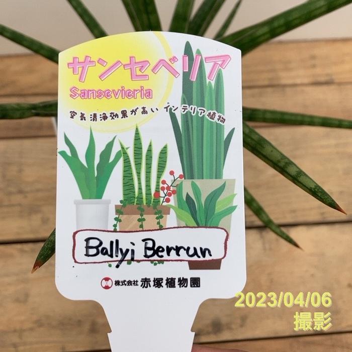 期間限定10％OFF！】サンスベリア 5号 Ballyi Berrun プラスチック鉢