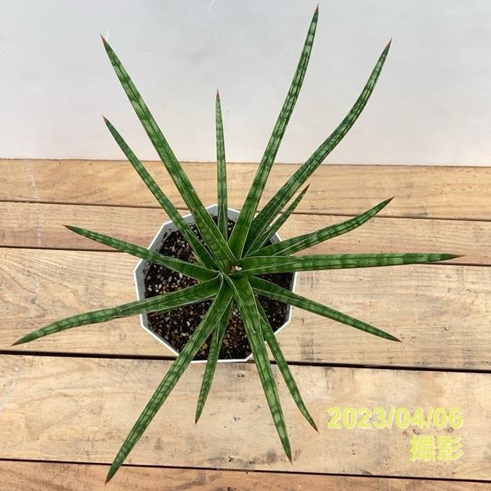 期間限定10％OFF！】サンスベリア 5号 Ballyi Berrun プラスチック鉢