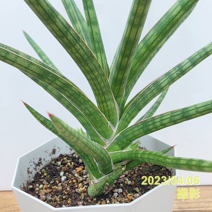 期間限定10％OFF！】サンスベリア 5号 Ballyi Berrun プラスチック鉢